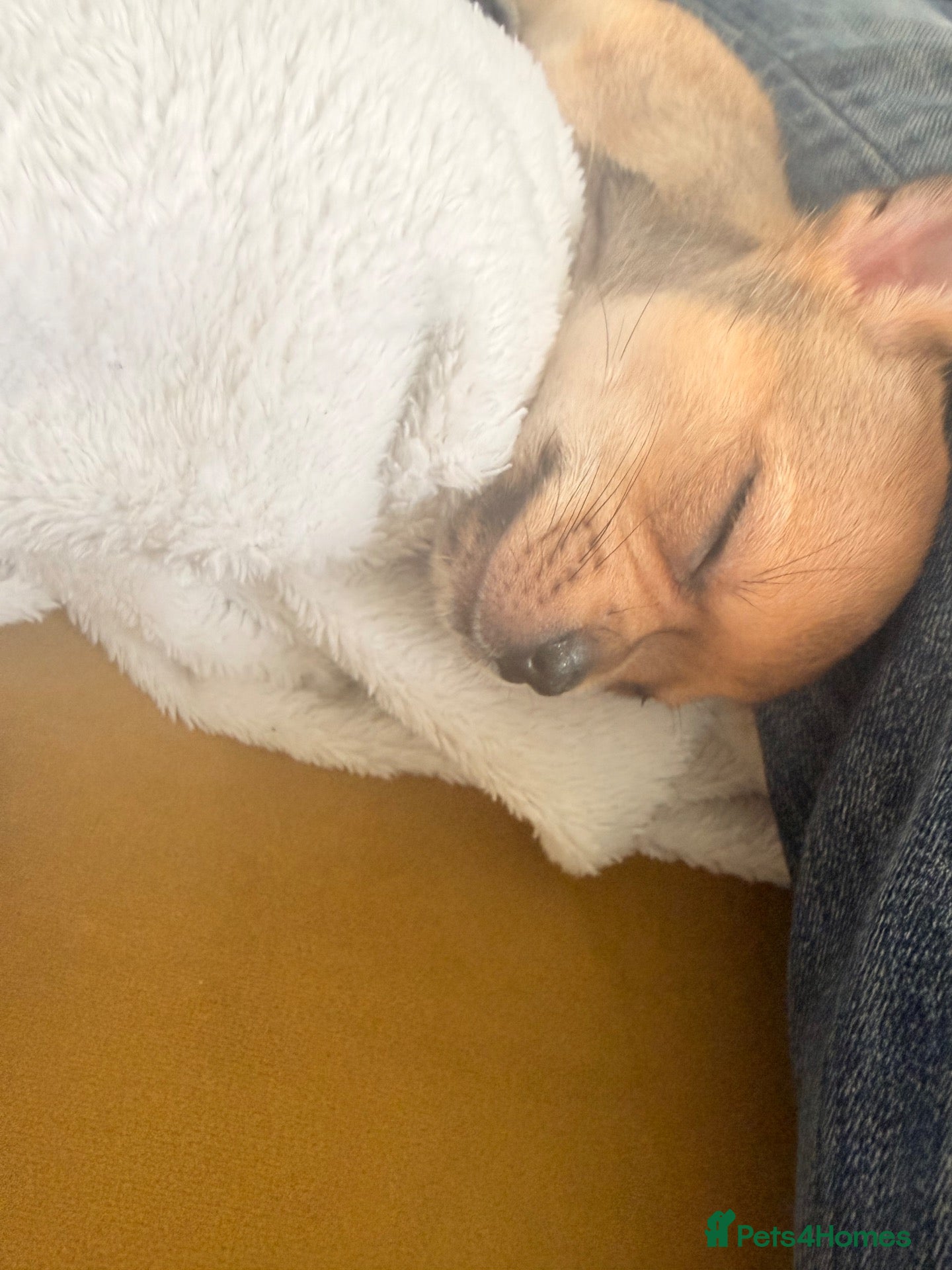 Jack Chi dogs Female and Male Chihuahua X Jack Russell  - Advert 2