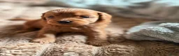 Toy Poodle dogs for sale: Toy Poodle Puppies - Advert 5