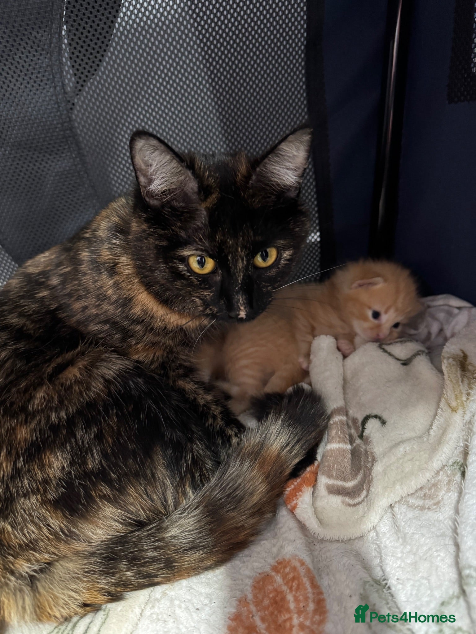 Mixed Breed cats Kitten - Advert 1