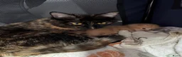 Mixed Breed cats for sale: Kitten in Shrewsbury - Advert 1