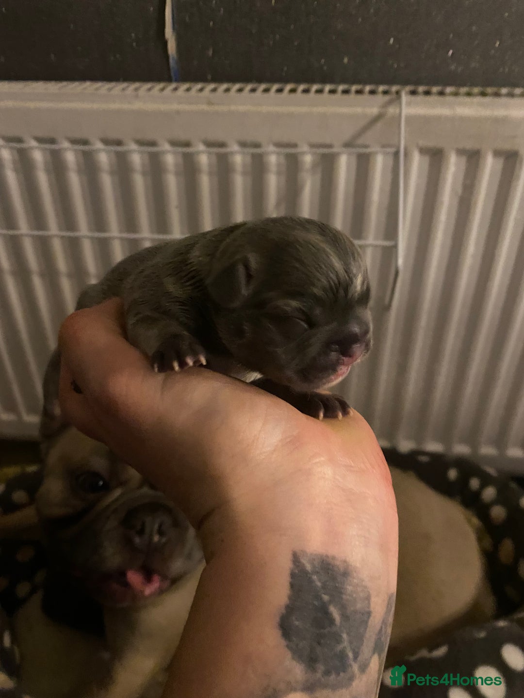 French Bulldog dogs for sale: Stunning french bulldog puppies - Advert 6