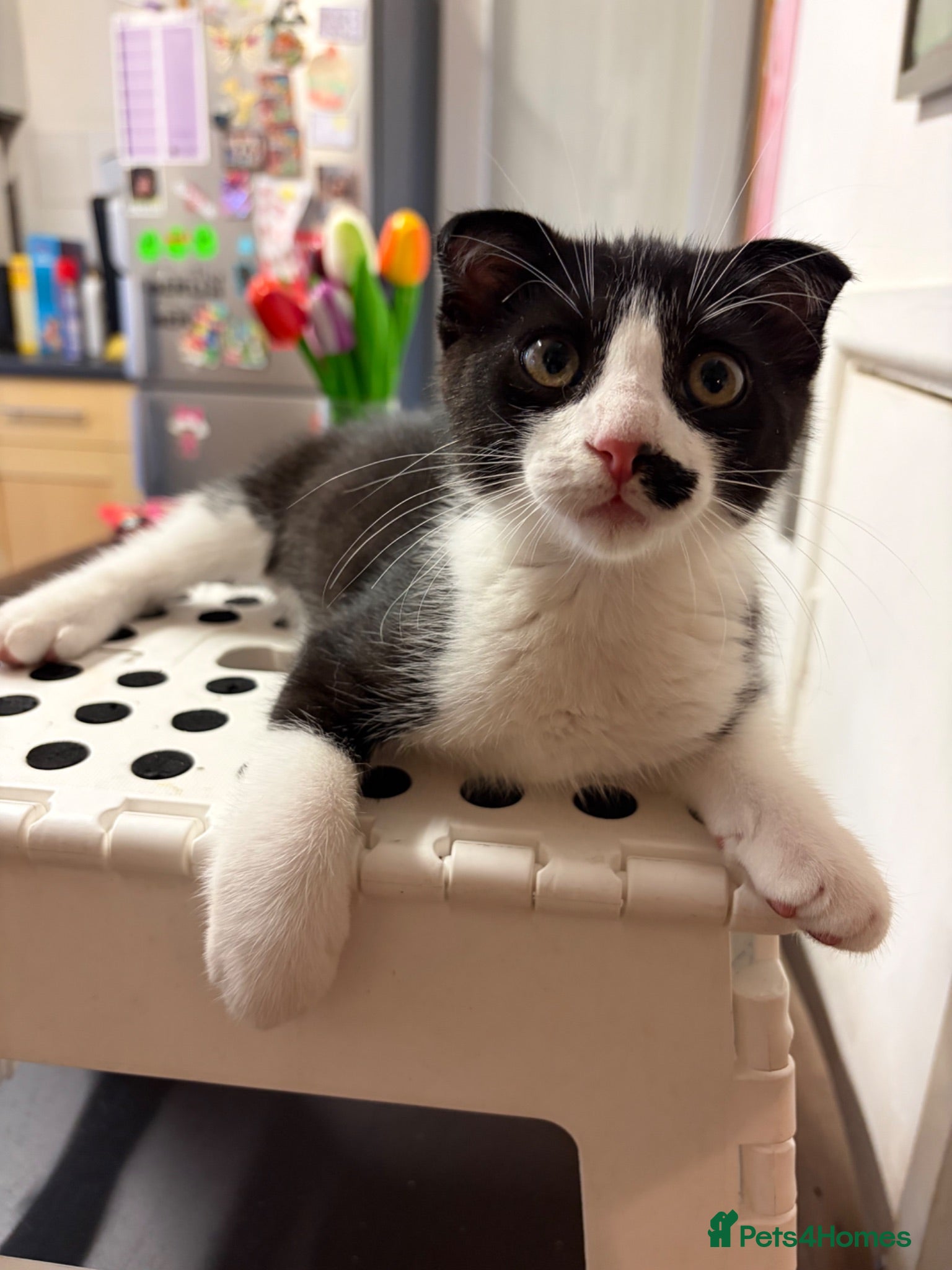 Scottish Fold cats Tuxedo Scottish Fold with half moustache!🥸  - Advert 8