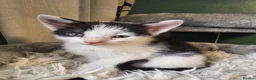 Mixed Breed cats for sale: 6 cute mixed kittens - Advert 10