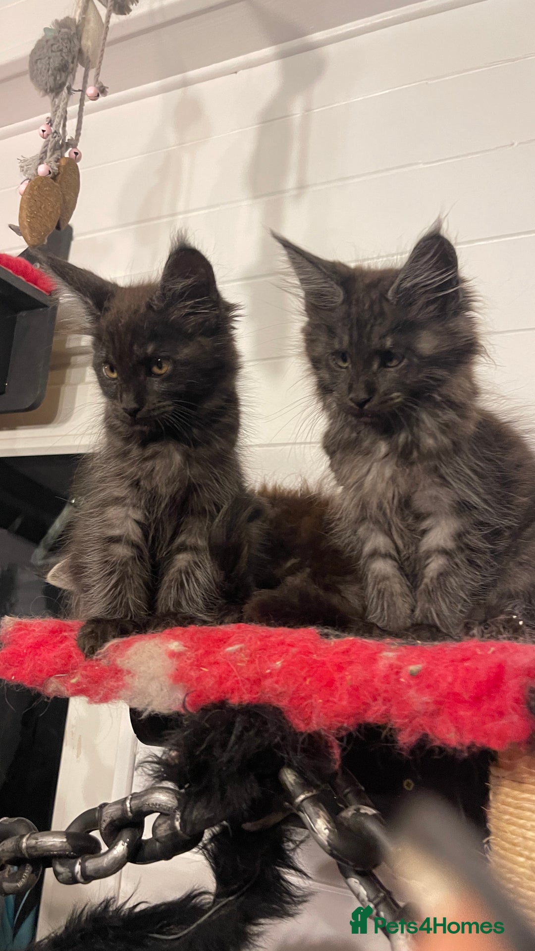 Maine Coon cats for sale: Pure Pedigree Maine Coon kittens | Black Smoke | - Image 12