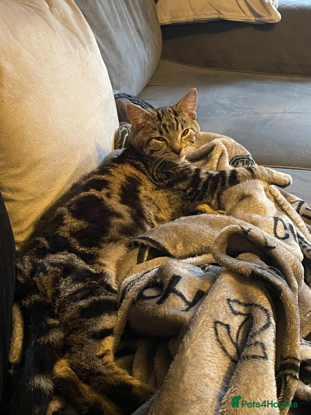 Mixed Breed cats for sale: Tabby female cat for sale  - Advert 7