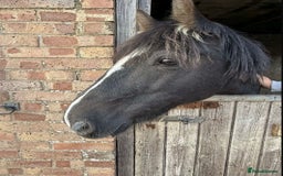 Dales horses for sale: Gorgeous cob looking for new home - Image 2