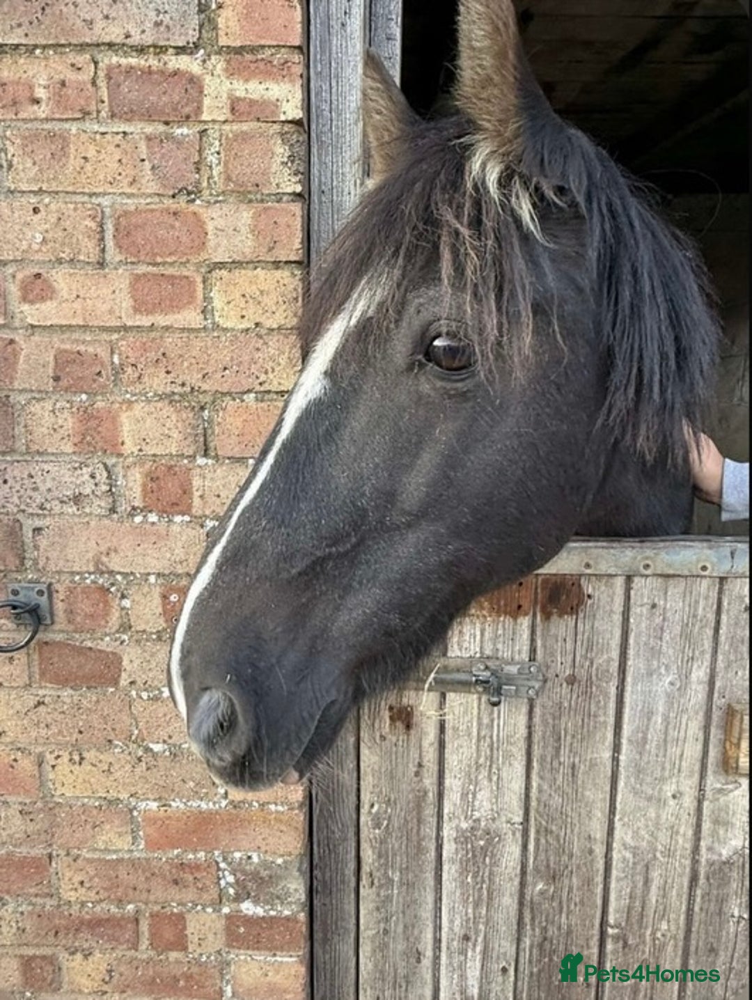 Dales horses for sale: Gorgeous cob looking for new home - Image 2