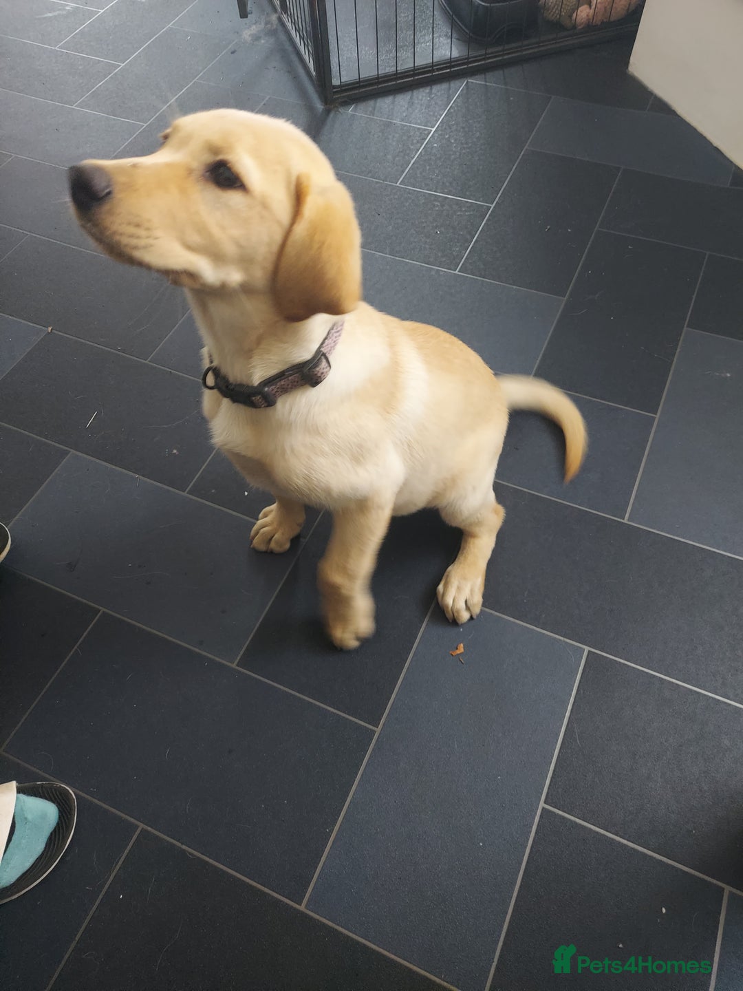 Labrador Retriever dogs for sale: 12 week old golden labrador girl - Image 4