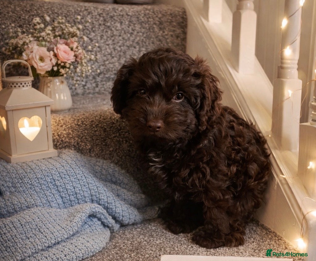 Cockapoo dogs Choclate boy  left Stunning cockapoo puppies  - Advert 13