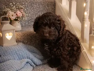 Cockapoo dogs Choclate boy left Stunning cockapoo puppies - Advert 13