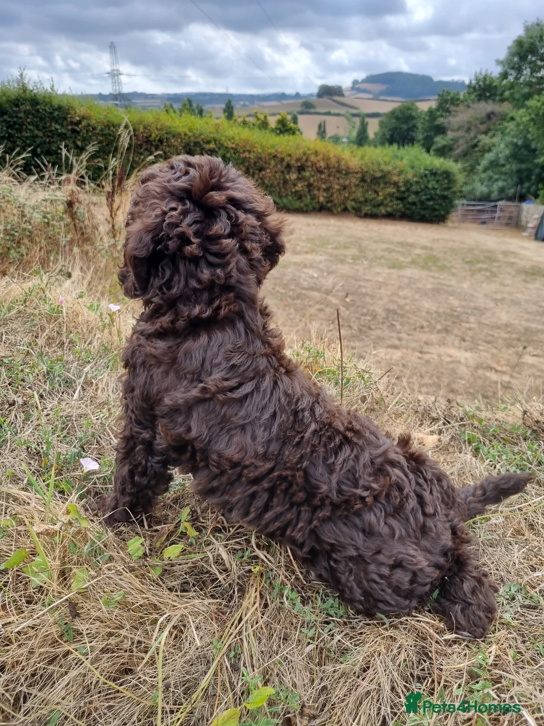 Miniature Poodle dogs for sale: Gorgeous KC DNA clear 5 ⭐️ Mini Poodles - Advert 2