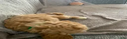 Cockapoo dogs for sale: Stunning cockapoos - Advert 5