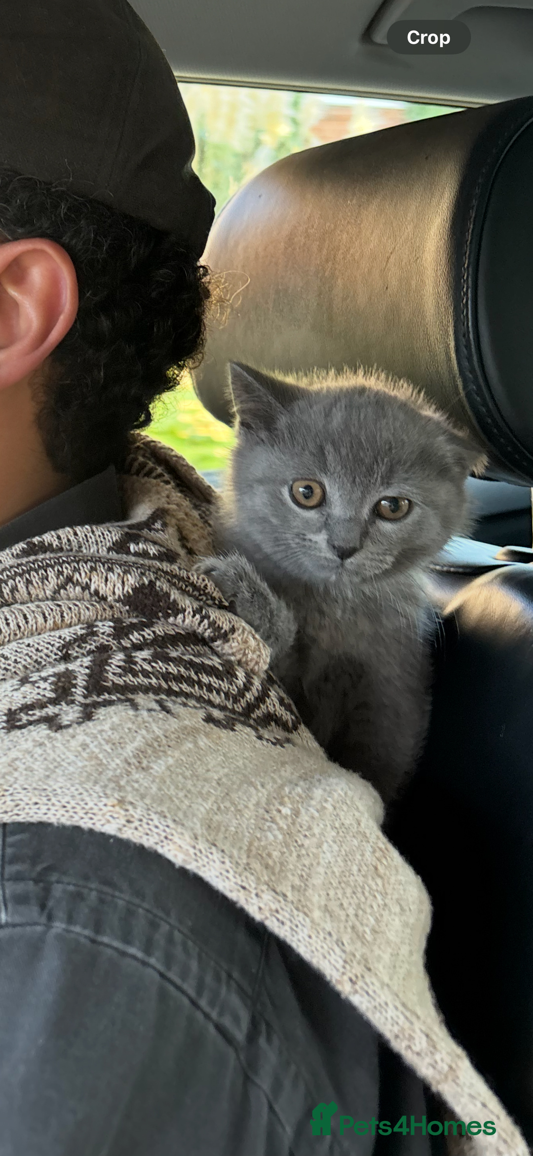 British Shorthair cats for sale: TICA Gorgeous chunky British Shorthair Male/Boy - Image 7