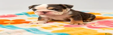 English Bulldog 1