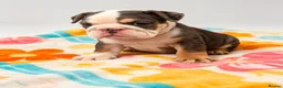 English Bulldog dogs for sale: 4 stunning tri merle english bulldogs - Advert 15