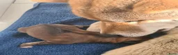 Japanese Shiba Inu dogs for sale: Shiba inu in Goole - Advert 5