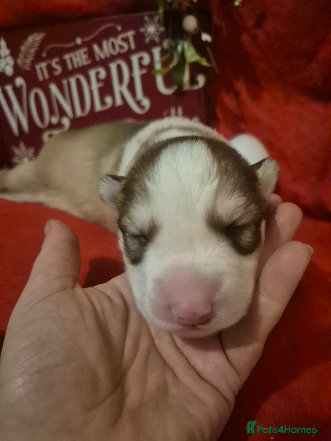 Alaskan Malamute dogs for sale: Beautiful husky malmute puppies - Advert 13