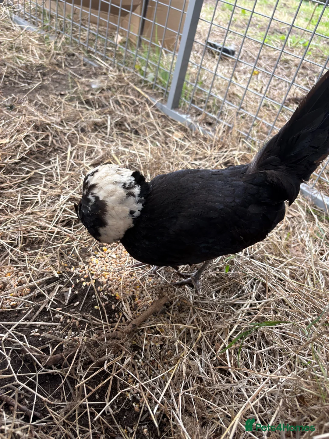 Chickens poultry for sale: Polish bantams  in Newark - Advert 3