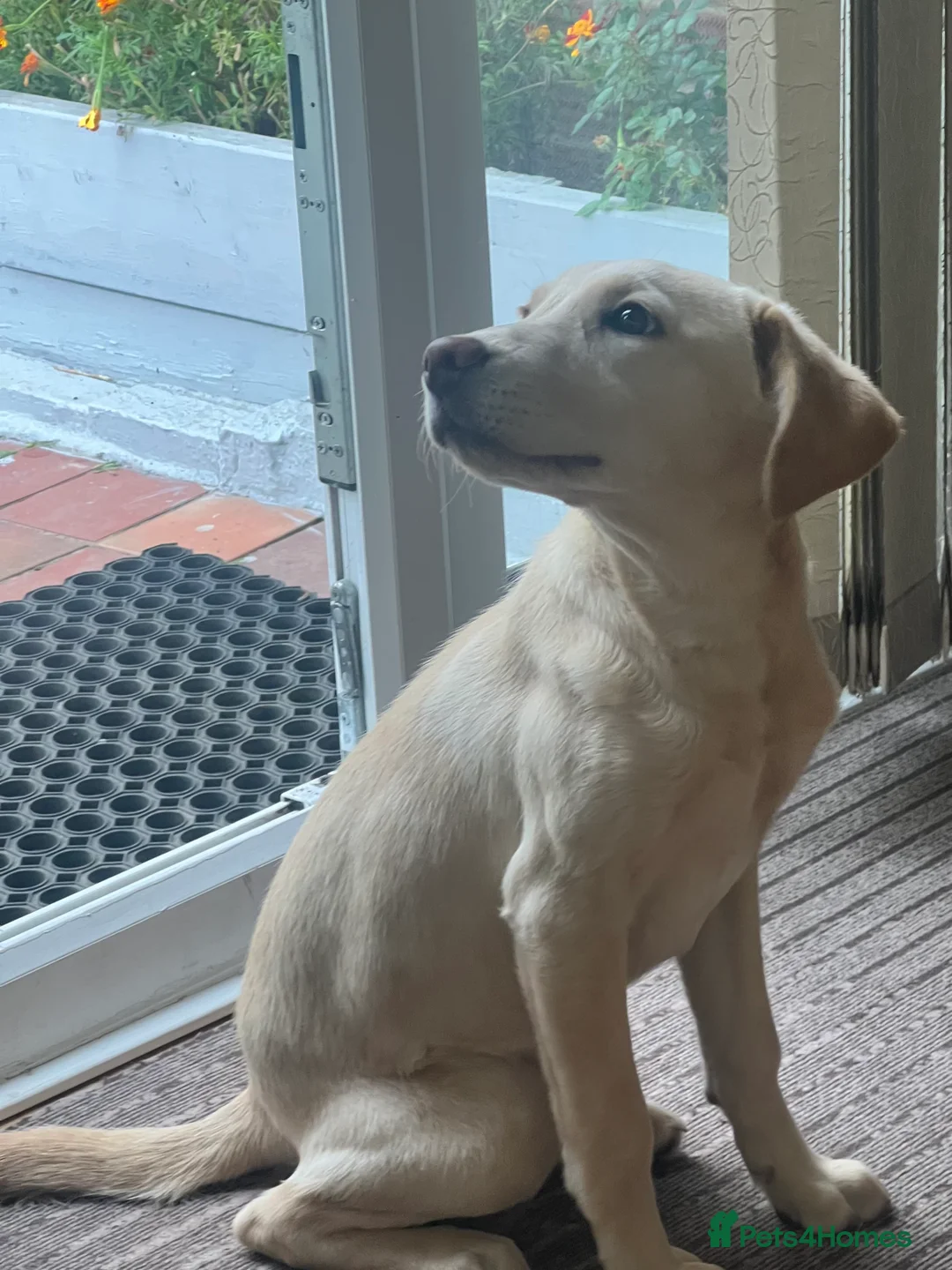 Labrador Retriever dogs for sale: Daisy – Beautiful Female Labrador Retriever  - Advert 3