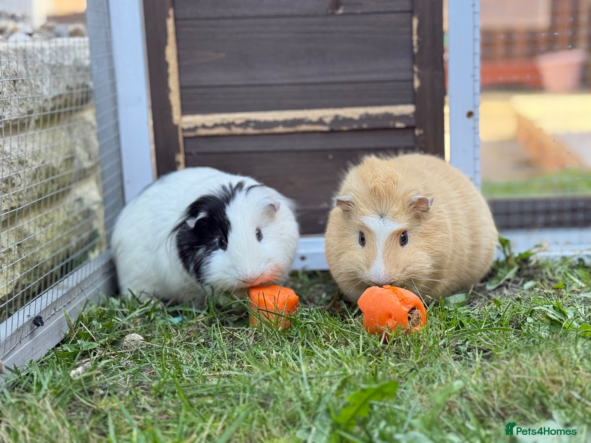 Guinea Pig rodents 2 male guinea pigs for sale  - Advert 1