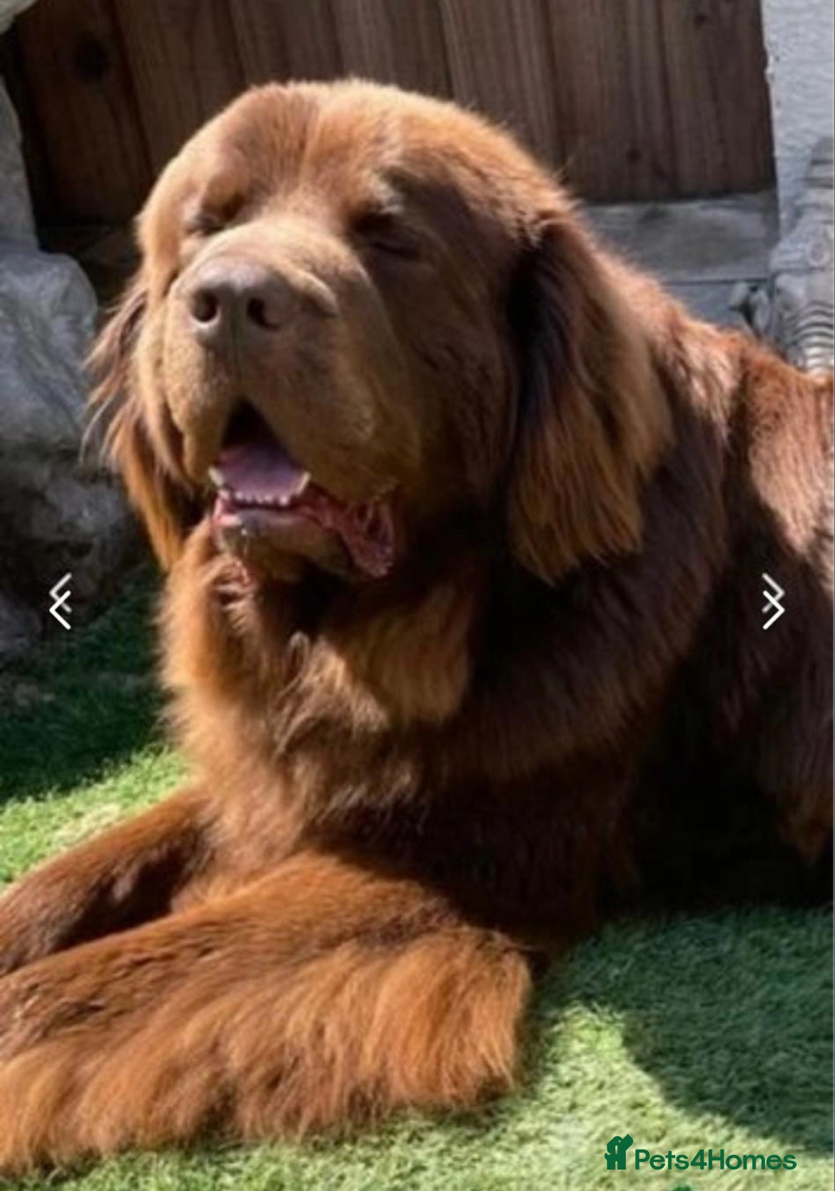 Newfoundland dogs KC REGISTERED NEWFOUNDLAND STUD HEALTH TESTED  in Basildon - Advert 1