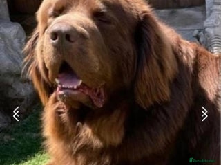 Newfoundland dogs in Basildon - Advert 31