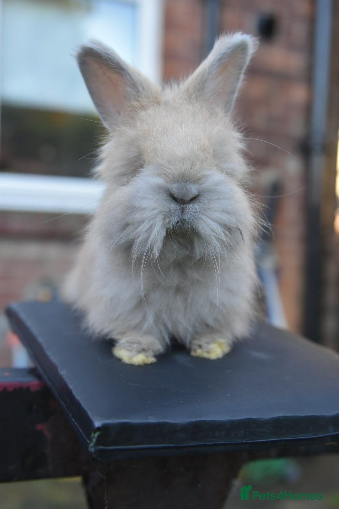 Angora rabbits for sale: French Imported Pedigree English Angoras - Advert 21