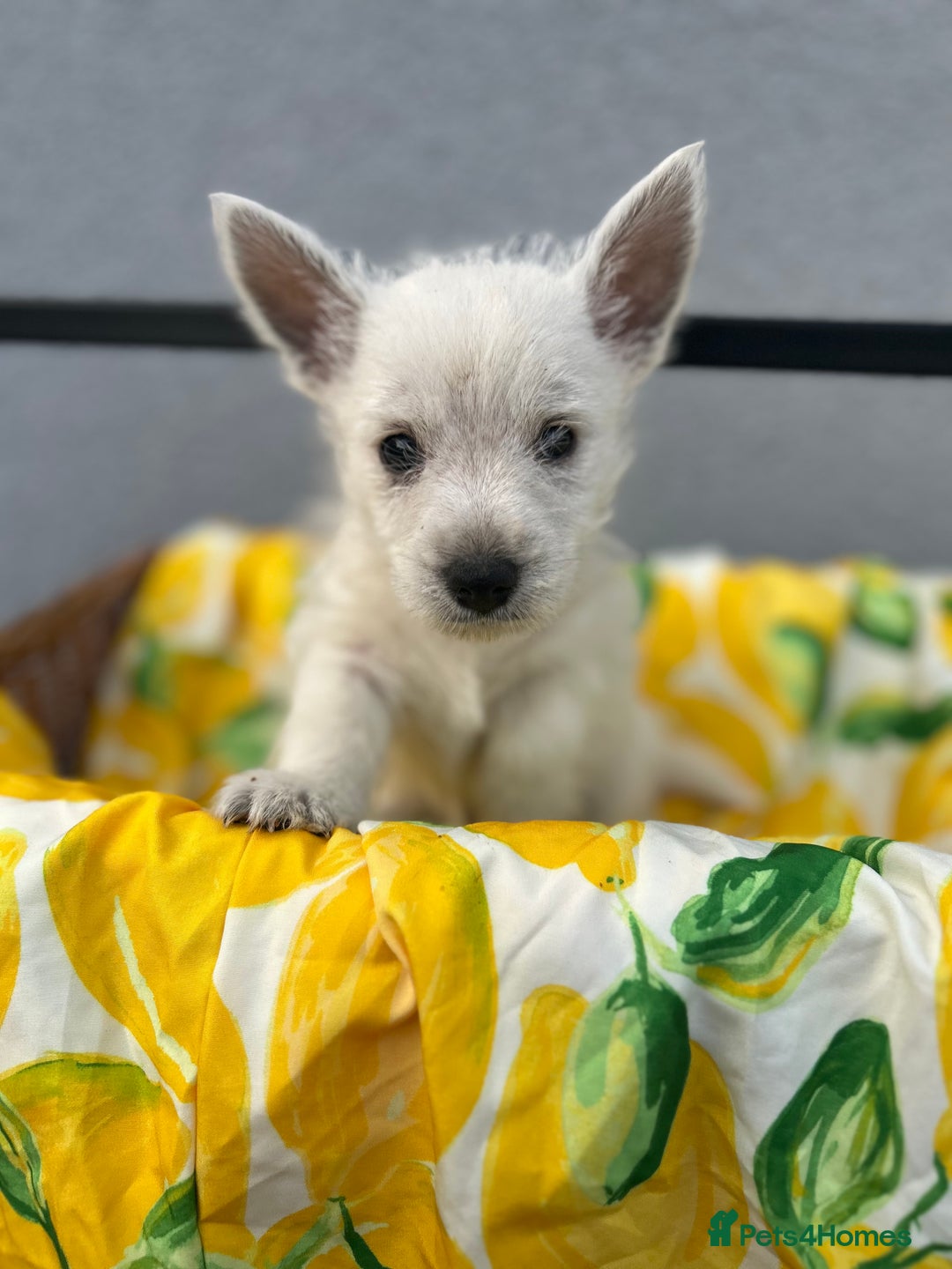 West Highland Terrier dogs for sale: West highland terrier puppies  - Image 15