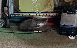 Mixed Breed cats for sale: 1 fluffy kitten + 3 farm rescue semi tame - Image 1