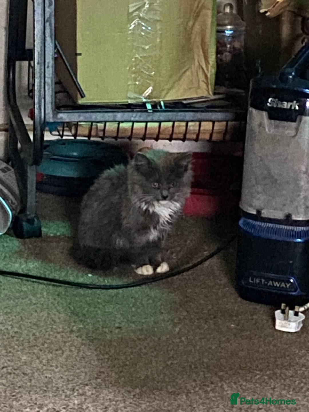Mixed Breed cats for sale: 1 fluffy kitten + 3 farm rescue semi tame - Image 1