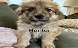 Mixed Breed dogs for sale: Beautiful Inca & handsome Nanuq PUPDATE x4 - Image 31