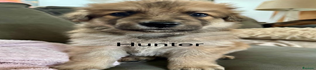 Mixed Breed Puppy 6
