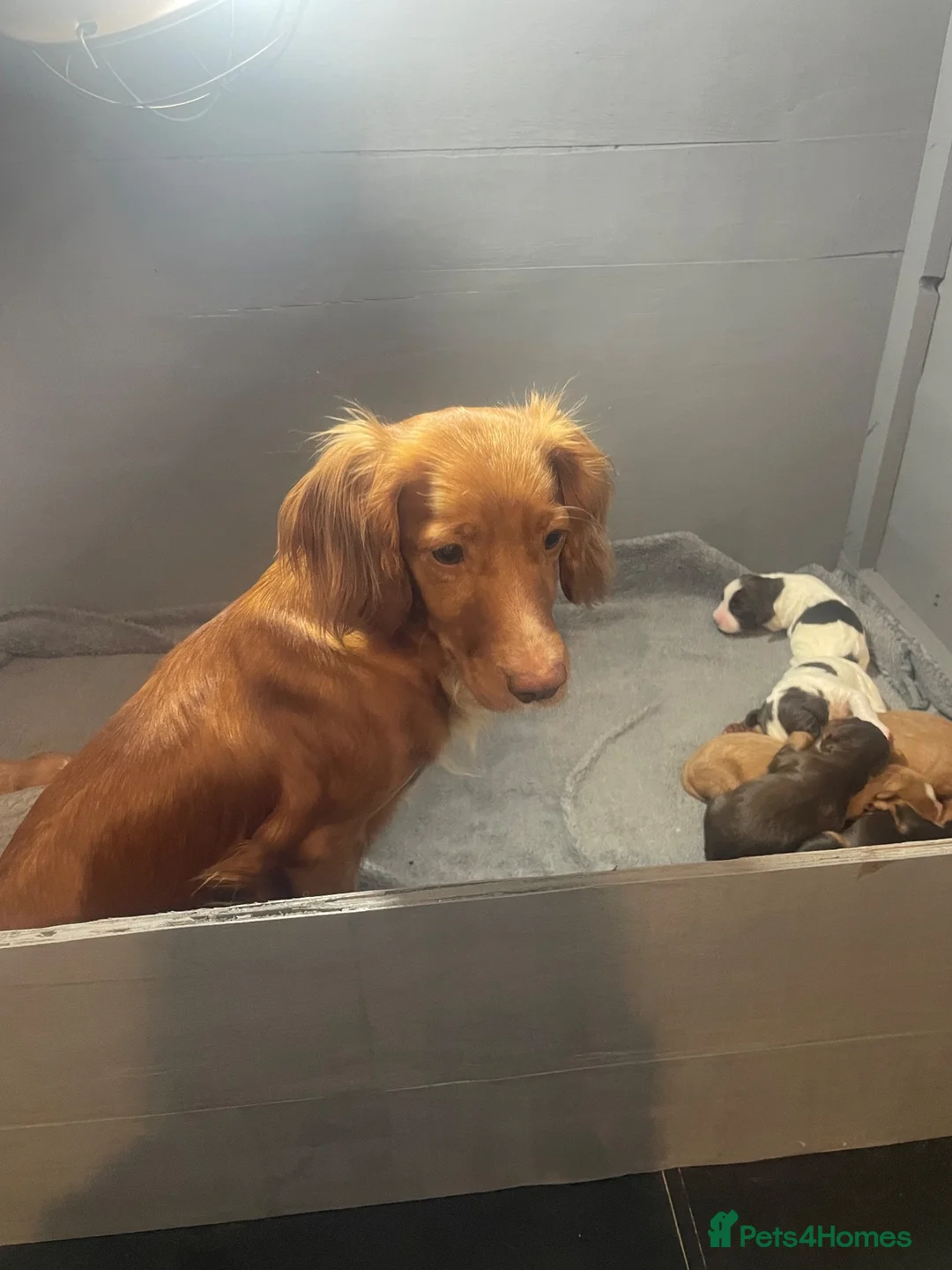 Cocker Spaniel dogs for sale: Stunning cocker spaniel pups  - Advert 24