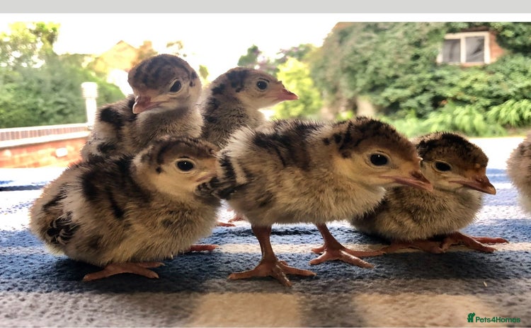 Turkeys poultry - Advert 1