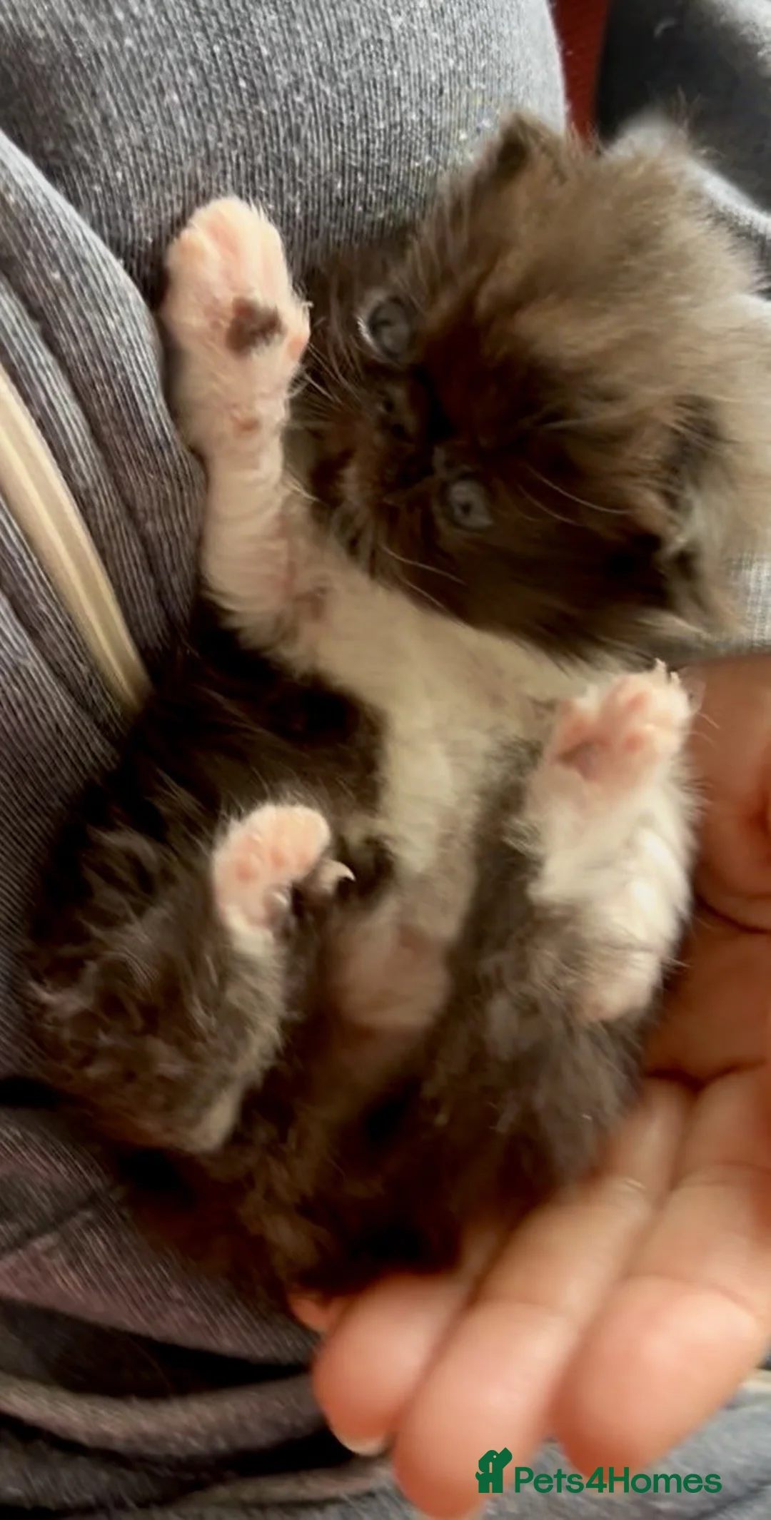 Persian cats for sale: 1 cute GCCF purebred persian kittens - Advert 2