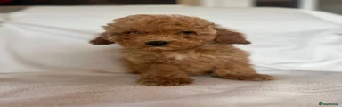 Cockapoo 4