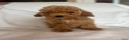 Cockapoo dogs for sale: Beautiful yankydoodles - Advert 5