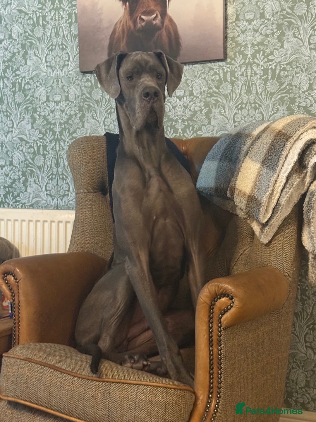 Great Dane dogs for sale: 2yr old great dane  - Advert 1