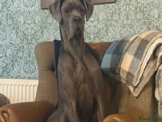 Great Dane dogs 2yr old great dane - Advert 1