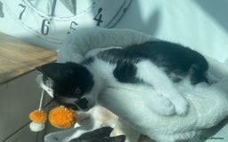 Mixed Breed cats for sale: Smudge and Smidge looking for their forever homes - Image 11