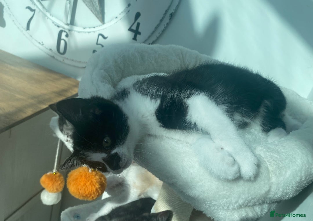 Mixed Breed cats for sale: Smudge and Smidge looking for their forever homes - Image 11