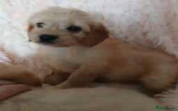 Cockapoo dogs for sale: Cockapoo puppies  - Image 15