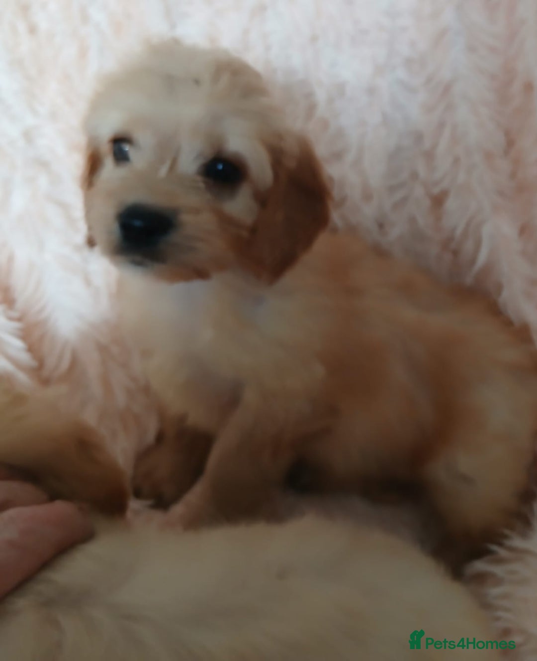 Cockapoo dogs for sale: Cockapoo puppies  - Image 15