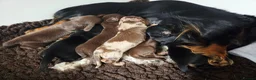 Miniature Dachshund dogs for sale: Stunning KC Registered Longhaired Mini Dachshunds - Advert 5