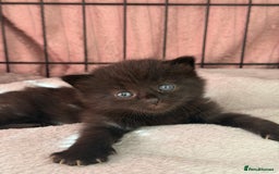 Mixed Breed cats for sale: Kittens for sale  - Image 3