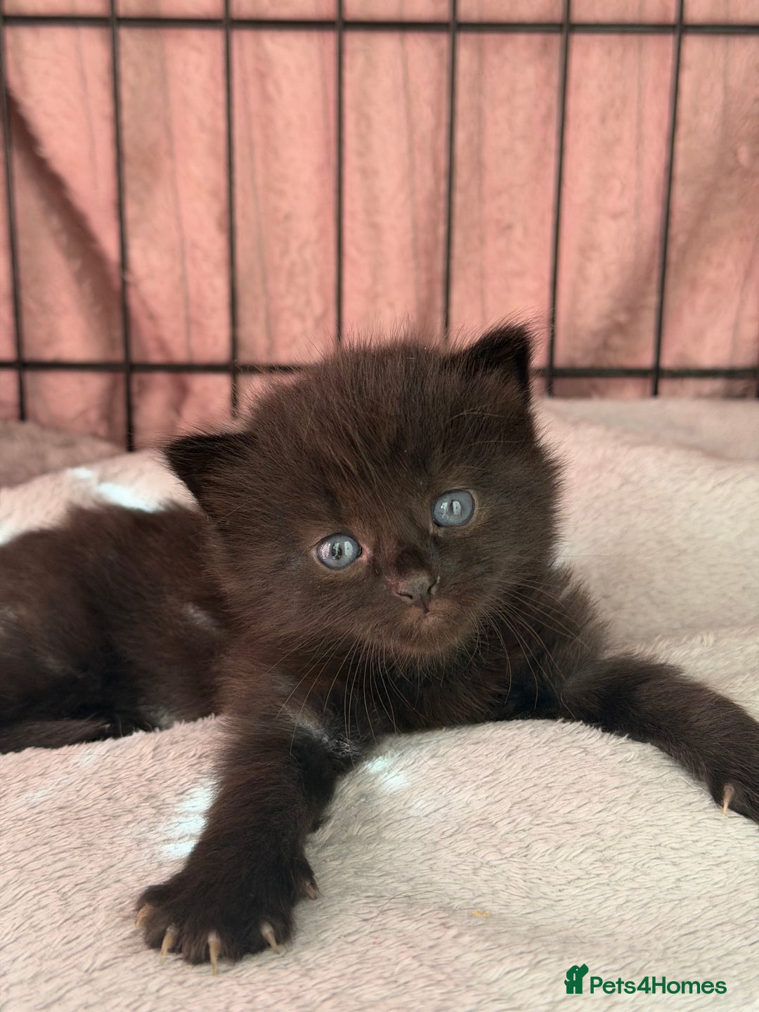 Mixed Breed cats for sale: Kittens for sale  - Image 3