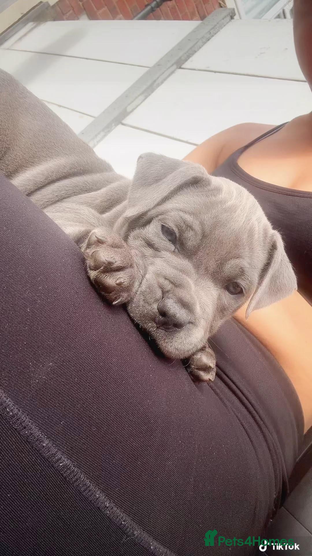 Staffordshire Bull Terrier dogs 14 week female staffy  - Advert 1