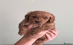 Cockapoo dogs for sale: Beautiful cockerpoo F1B - Advert 4