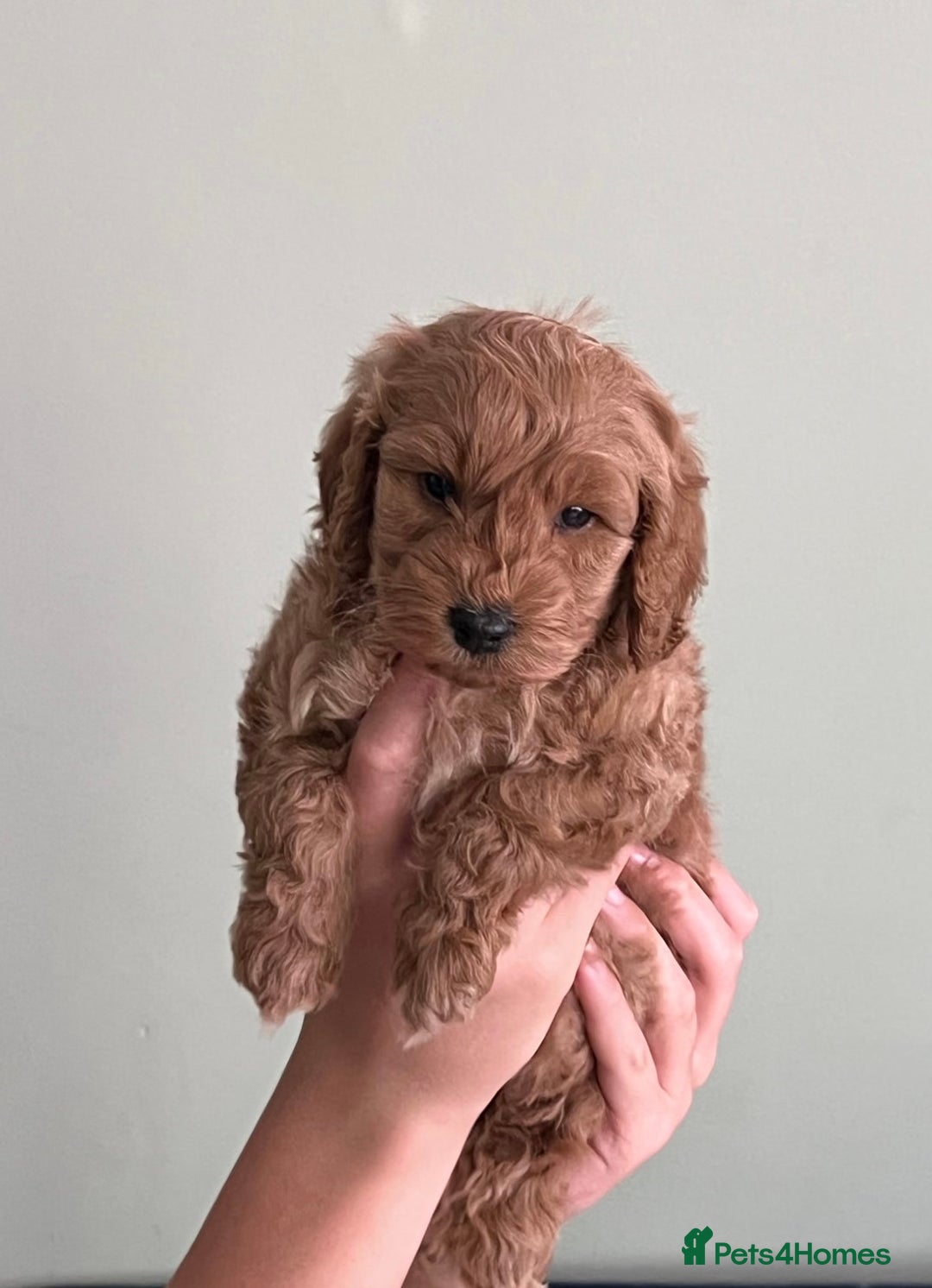 Cockapoo dogs for sale: Beautiful cockerpoo F1B - Advert 4