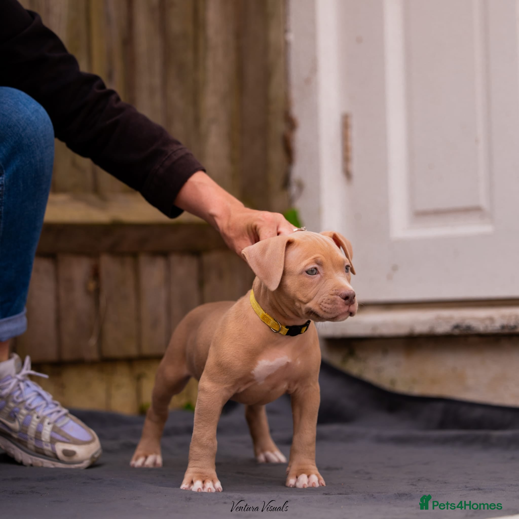 American Bully dogs for sale: American Bully Puppies - Advert 21